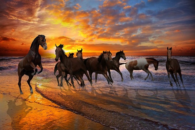 Free download horses beach sea herd wild sunset free picture to be edited with GIMP free online image editor