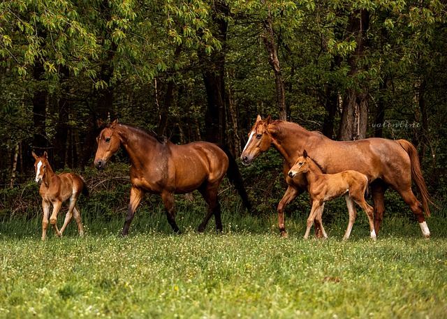 Free download horses broodmares pasture foals free picture to be edited with GIMP free online image editor