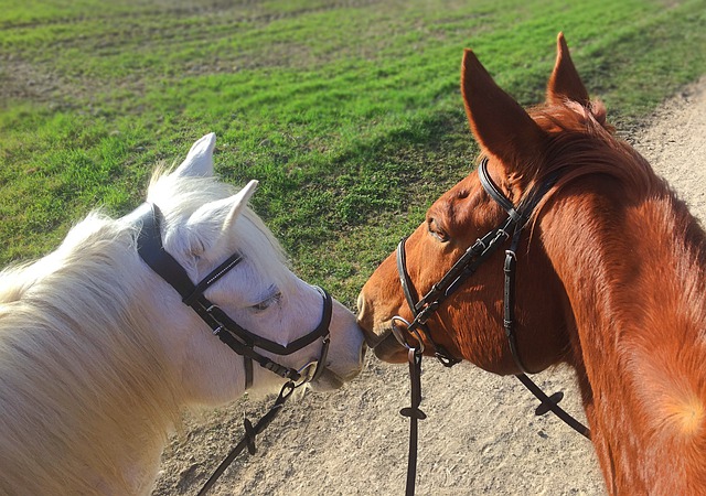 Free download horses couple equine free picture to be edited with GIMP free online image editor