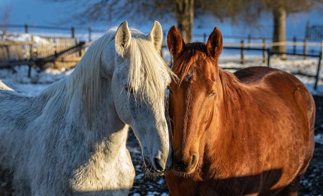 Free download horses coupling mould horse fox free picture to be edited with GIMP free online image editor