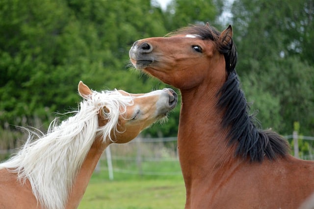 Free download horses domestic horses free picture to be edited with GIMP free online image editor