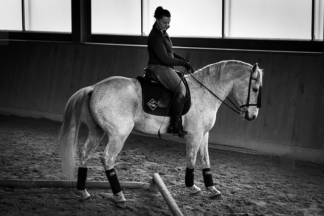 Free download horses dressage riding man sport free picture to be edited with GIMP free online image editor