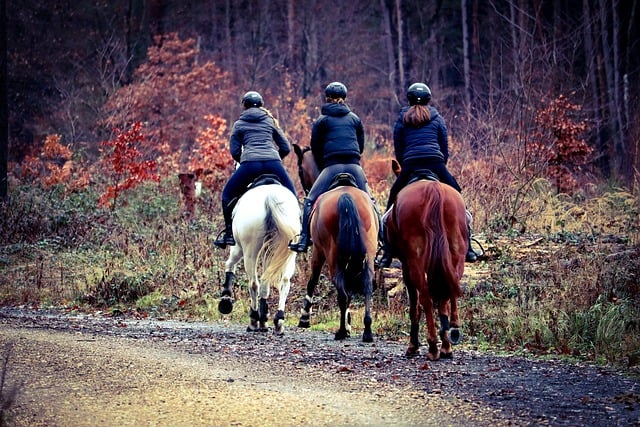 Free download horses equestrian sports ride out free picture to be edited with GIMP free online image editor