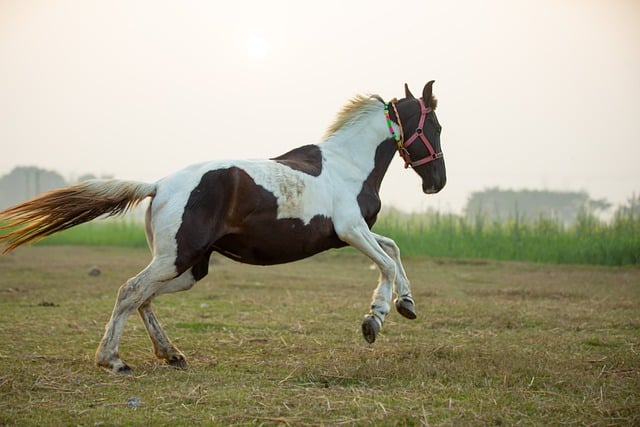 Free download horses equine equestrian grassland free picture to be edited with GIMP free online image editor