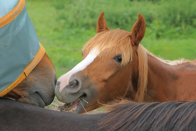 Free download horses equines equestrian sports free picture to be edited with GIMP free online image editor