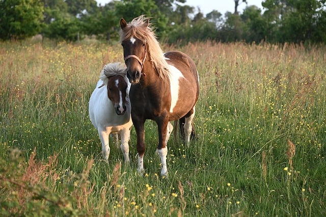 Free download horses equines prairie nature free picture to be edited with GIMP free online image editor