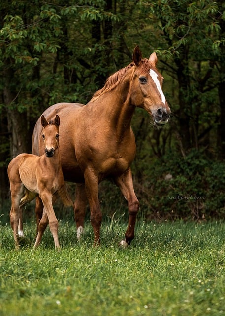 Free download horses foal broodmare horse free picture to be edited with GIMP free online image editor