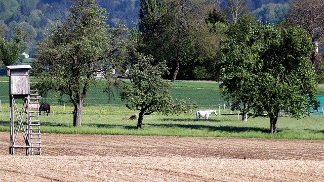 Free download Horses Fruit Trees Horse -  free photo or picture to be edited with GIMP online image editor