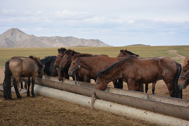 Free download horses herd animals mongolia free picture to be edited with GIMP free online image editor