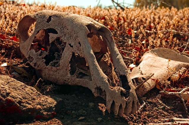 Free download Horse Skull On Sod Roof Bone -  free photo or picture to be edited with GIMP online image editor