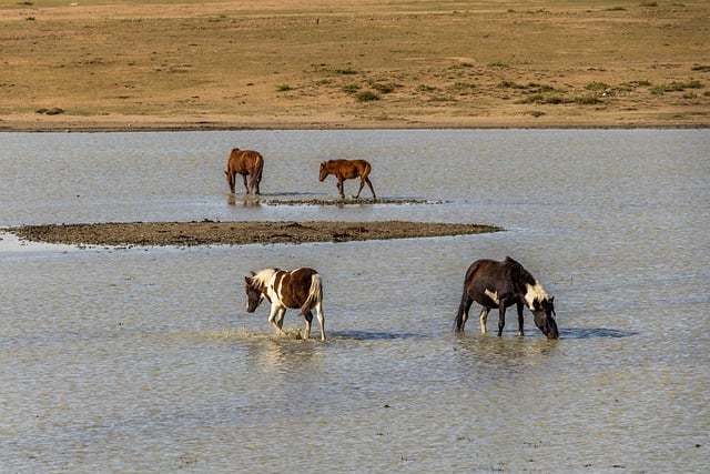 Free download horses lake equine equestrian land free picture to be edited with GIMP free online image editor