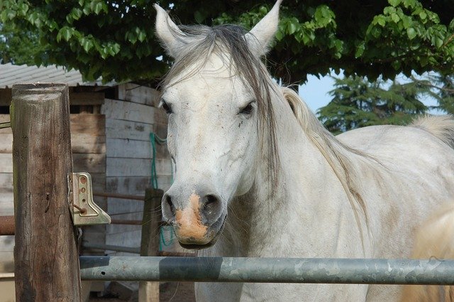 Free download Horses Mammals Quadrupeds -  free photo or picture to be edited with GIMP online image editor