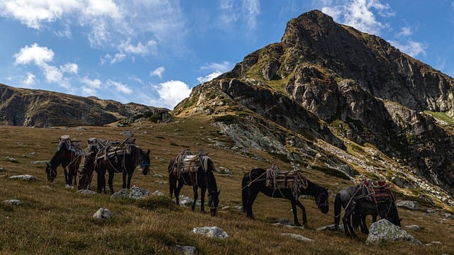 Free download horses meadow mountain pack animals free picture to be edited with GIMP free online image editor