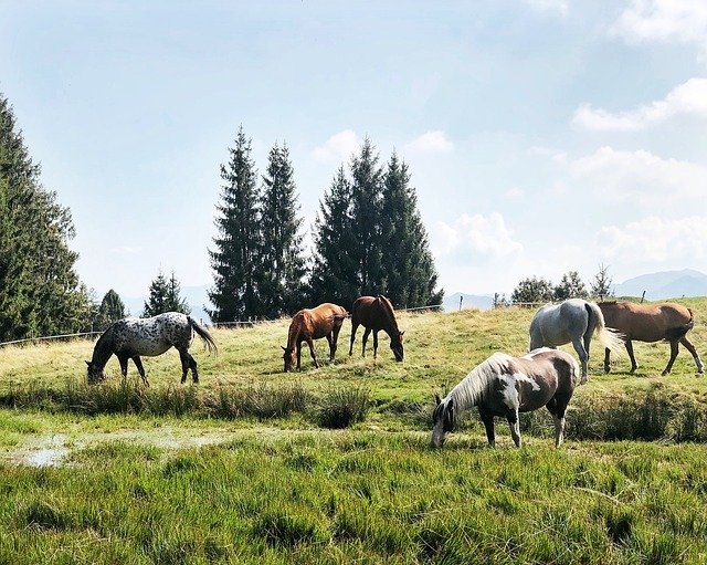 Free download Horses Mountains Outdoor -  free photo or picture to be edited with GIMP online image editor