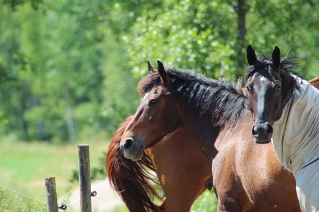 Free download Horses Nature Head -  free photo or picture to be edited with GIMP online image editor