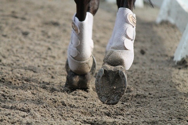 Free download Horses Need Rijbak Horseback -  free photo or picture to be edited with GIMP online image editor