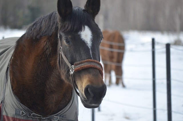 Free download horse snout equine equestrian free picture to be edited with GIMP free online image editor