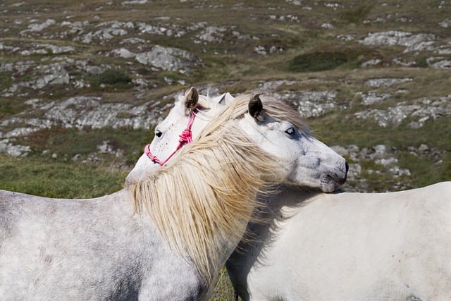 Free download horses ponies white horses eriskay free picture to be edited with GIMP free online image editor