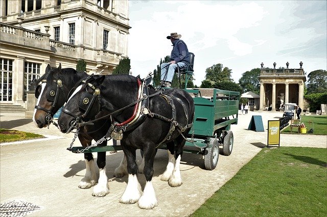 Free download Horses Ride Mare -  free photo or picture to be edited with GIMP online image editor