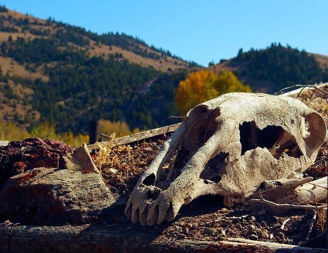 Free download HorseS Skull On Sod Roof -  free photo or picture to be edited with GIMP online image editor