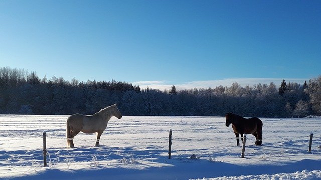 Free download Horses Snow Horse -  free photo or picture to be edited with GIMP online image editor