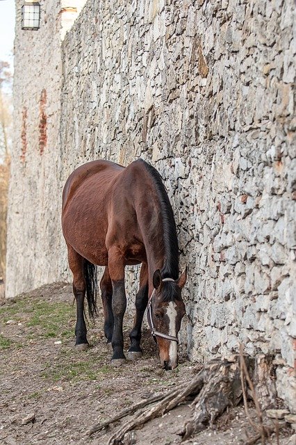 Free download Horses Stallion Portrait -  free photo or picture to be edited with GIMP online image editor