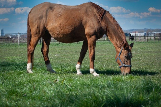 Free download horse stallion animal mare pasture free picture to be edited with GIMP free online image editor