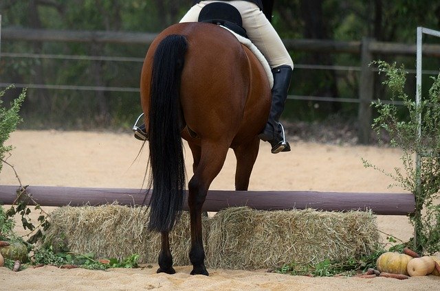 Free download Horse Standardbred Hunter -  free photo or picture to be edited with GIMP online image editor