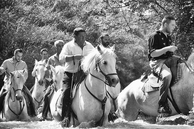 Free download Horses Water Camargue -  free photo or picture to be edited with GIMP online image editor