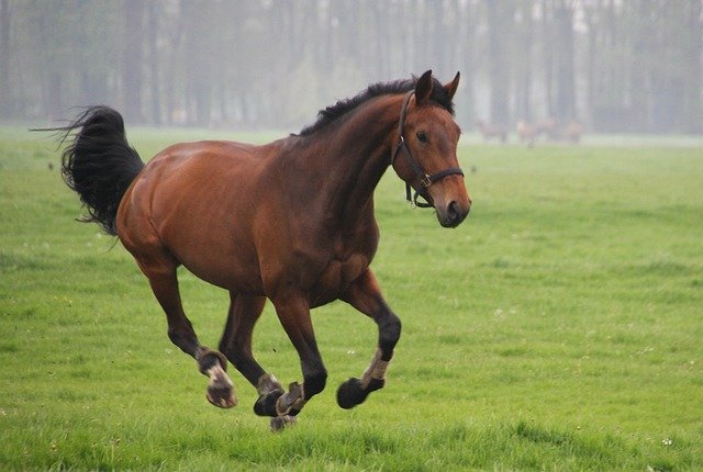 Free download Horses Whey Gallop -  free photo or picture to be edited with GIMP online image editor