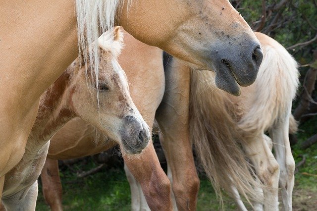 Free download Horses Wild -  free photo or picture to be edited with GIMP online image editor