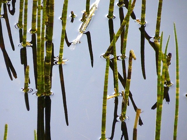 Free download Horsetail Aquatic Mare Water -  free photo or picture to be edited with GIMP online image editor