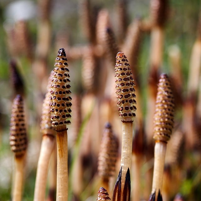 Free download horsetail equisetum plant free picture to be edited with GIMP free online image editor