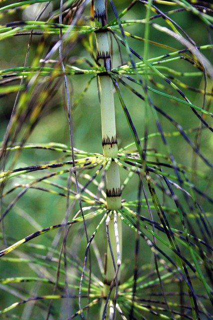 Free download Horsetail Spider Green -  free photo or picture to be edited with GIMP online image editor