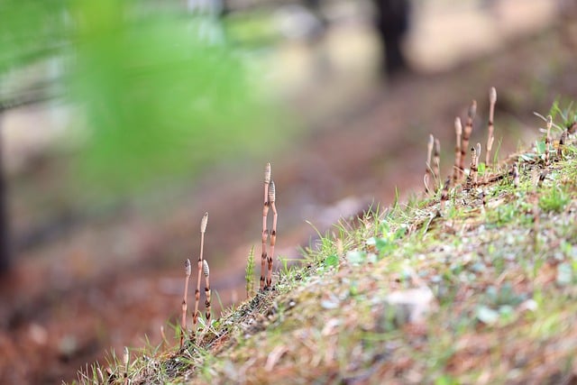 Free download horsetail sprots grass soil green free picture to be edited with GIMP free online image editor