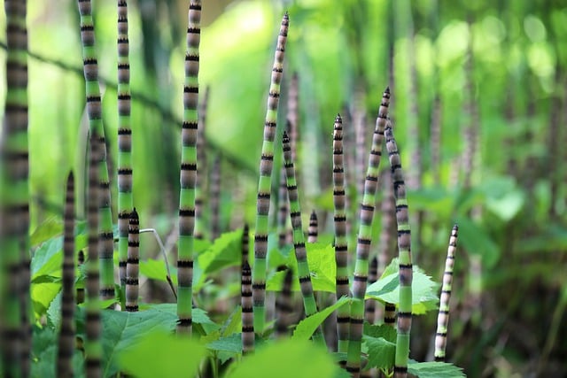 Free download horsetail winter horsetail plants free picture to be edited with GIMP free online image editor