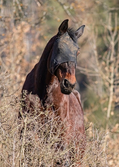 Free download horse trotter gelding watch free picture to be edited with GIMP free online image editor