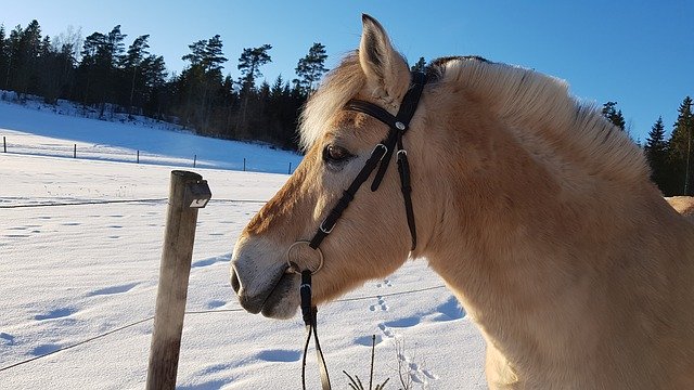 Free download Horse Vuonohevonen Winter -  free photo or picture to be edited with GIMP online image editor