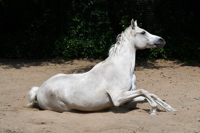 Free download Horse White Lying -  free photo or picture to be edited with GIMP online image editor