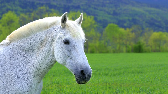 Free download horse white mare grey animal free picture to be edited with GIMP free online image editor