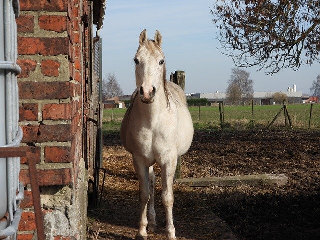 Free download Horse White Raphi -  free photo or picture to be edited with GIMP online image editor