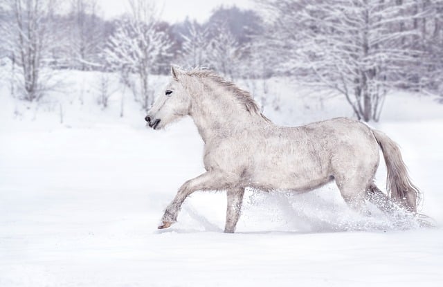 Free download horse winter snow running animal free picture to be edited with GIMP free online image editor