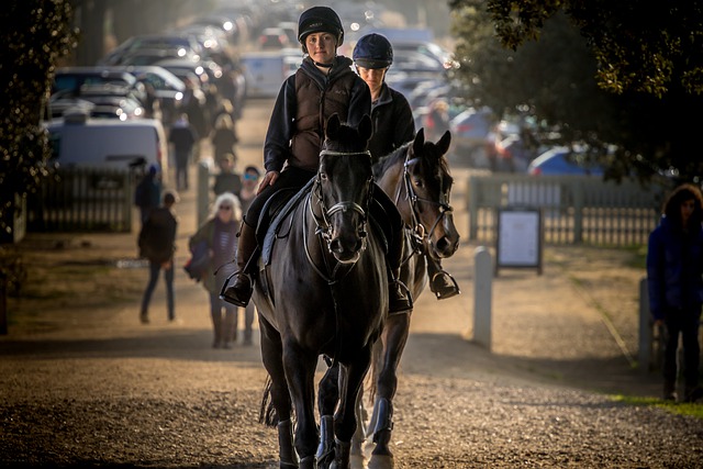 Free download horse woman rider horseback animal free picture to be edited with GIMP free online image editor