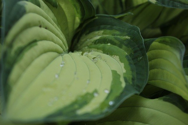 Free download Hosta Fortunei Albopicta Hartlelie -  free photo or picture to be edited with GIMP online image editor