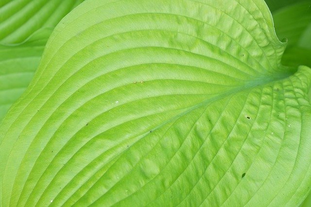 Free download Hosta Leaf Green -  free photo or picture to be edited with GIMP online image editor