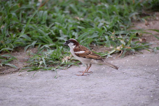 Free download house sparrow bird sparrow garden free picture to be edited with GIMP free online image editor