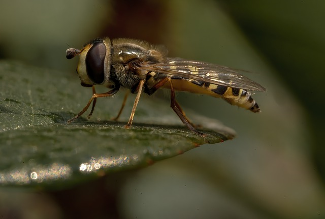 Free download hoverfly animal insect macro free picture to be edited with GIMP free online image editor