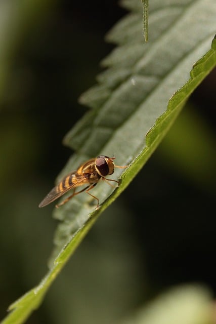 Free download hover fly fly insect leaf free picture to be edited with GIMP free online image editor