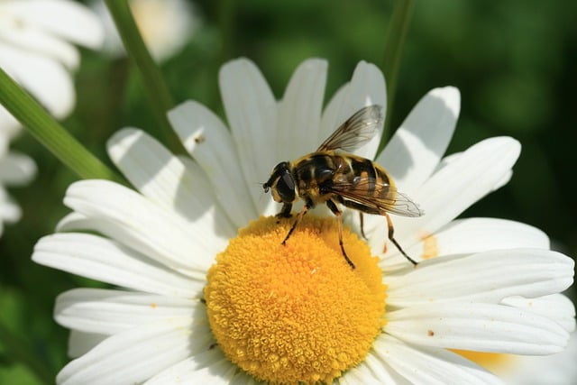 Free download hover fly insect marguerite flower free picture to be edited with GIMP free online image editor