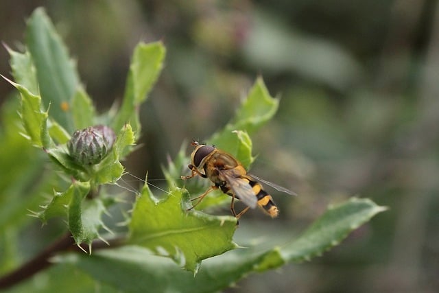 Free download hover fly insect plant fly leaves free picture to be edited with GIMP free online image editor